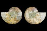Agate Replaced Ammonite Fossil - Madagascar #150912-1